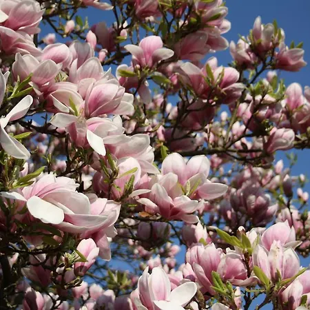 Appartement Schneemann Valwig