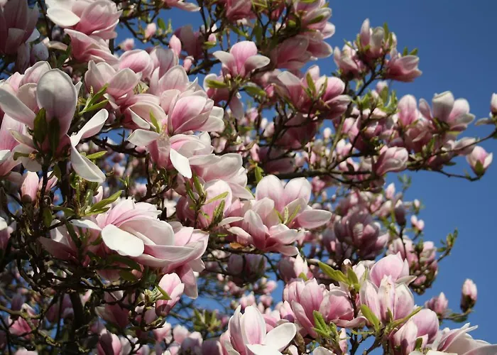 アパート Schneemann ヴァルヴィヒ